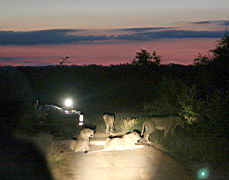 lions akeru IMG_4386.JPG